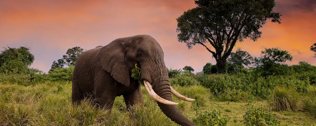 Are There Any Guided Game Drives Available in Katavi?