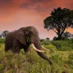 Are There Any Guided Game Drives Available in Katavi?