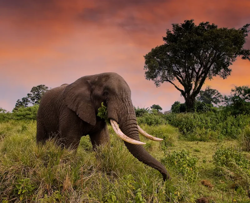 Are There Any Guided Game Drives Available in Katavi?