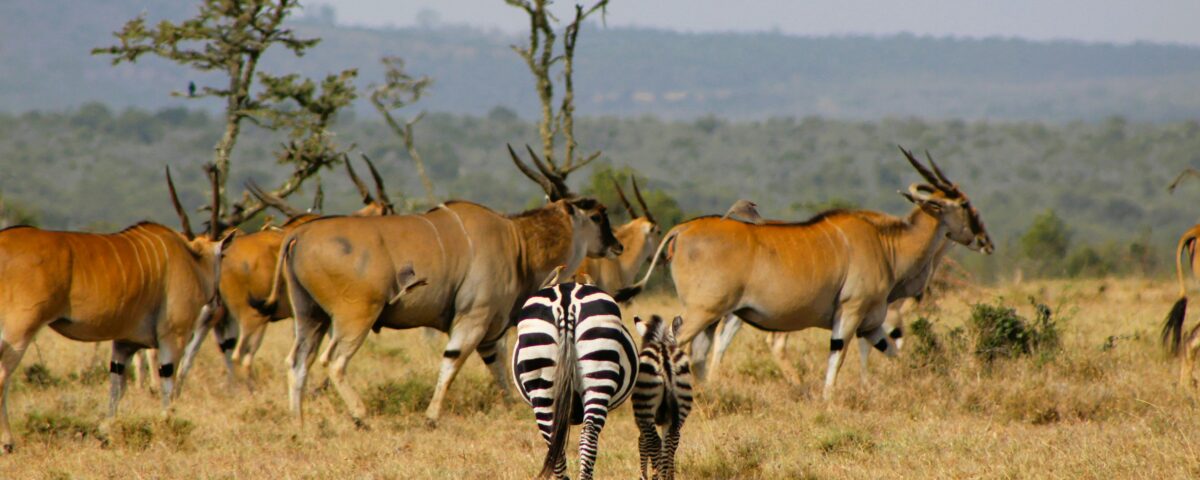 How Does Mikumi National Park Support Local Communities?