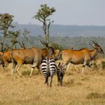 How Does Mikumi National Park Support Local Communities?