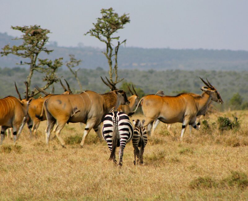 How Does Mikumi National Park Support Local Communities?