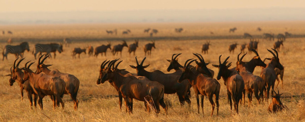 What's the Best Way to Reach Katavi National Park?