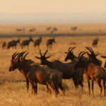 What's the Best Way to Reach Katavi National Park?