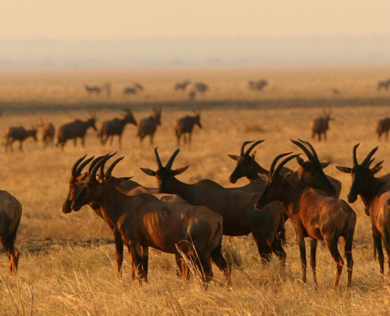 What's the Best Way to Reach Katavi National Park?