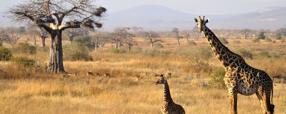What Makes Ruaha National Park Unique Among Tanzanian Parks?