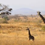 What Makes Ruaha National Park Unique Among Tanzanian Parks?