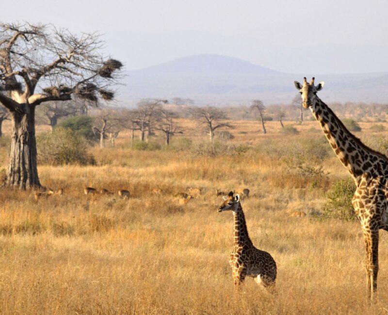 What Makes Ruaha National Park Unique Among Tanzanian Parks?