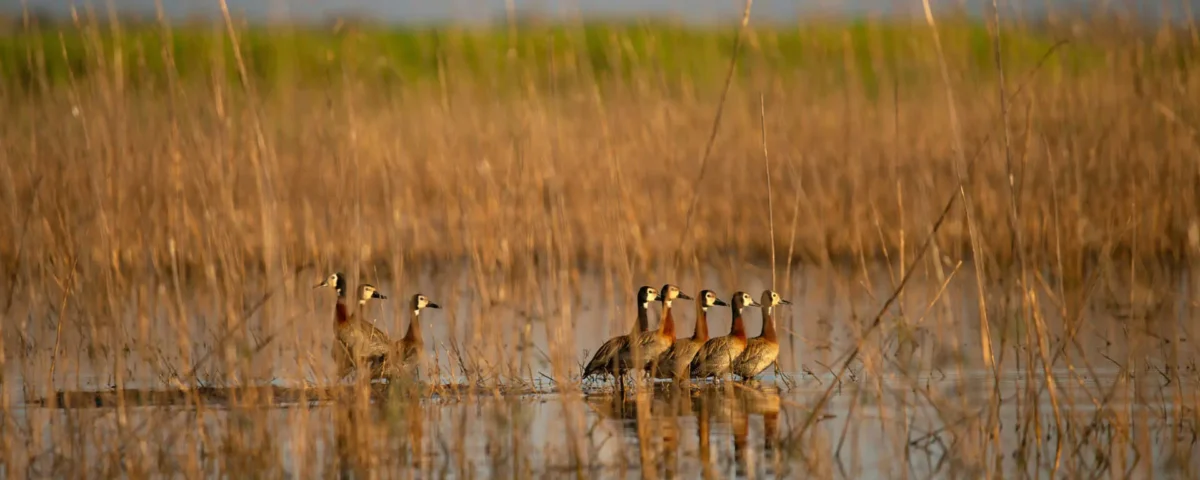 What's the Best Way to Explore Ruaha National Park's Scenic Landscapes?