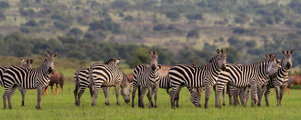 Are There Any Conservation Efforts in Place to Protect Rwanda's Wildlife?