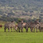 Are There Any Conservation Efforts in Place to Protect Rwanda's Wildlife?