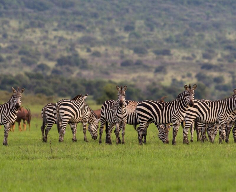 Are There Any Conservation Efforts in Place to Protect Rwanda's Wildlife?