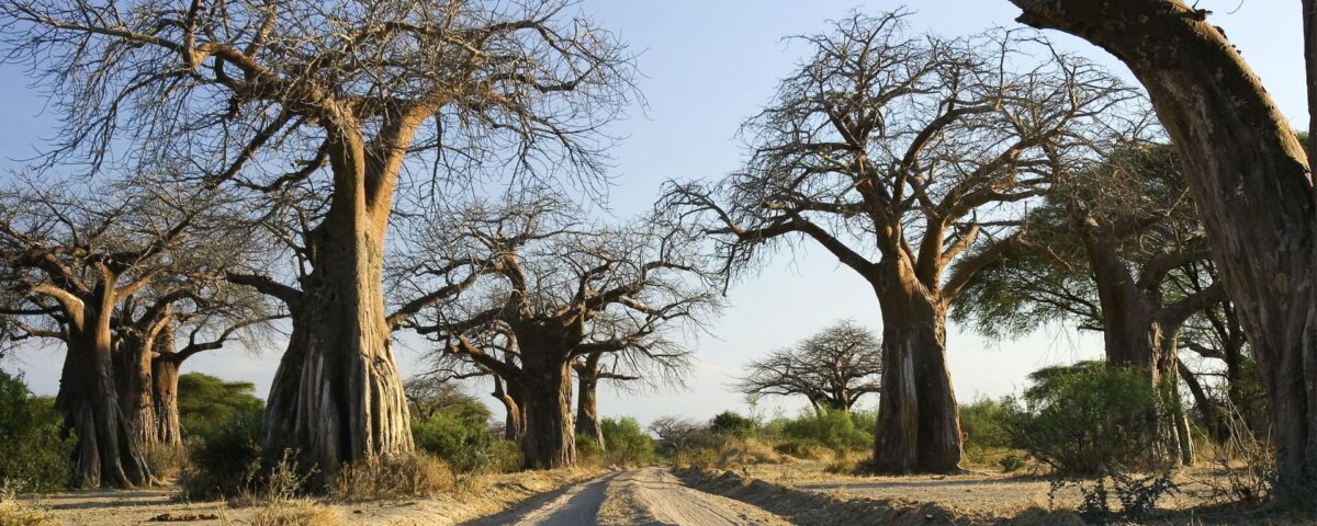 How do I plan a day trip to Ruaha National Park from Mwanza?