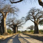 How do I plan a day trip to Ruaha National Park from Mwanza?