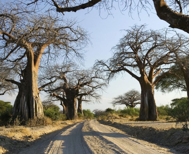 How do I plan a day trip to Ruaha National Park from Mwanza?