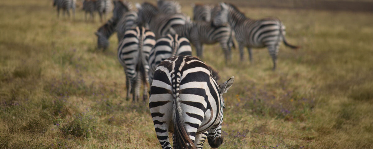What Wildlife Can I Expect to See in Katavi National Park?
