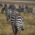 What Wildlife Can I Expect to See in Katavi National Park?