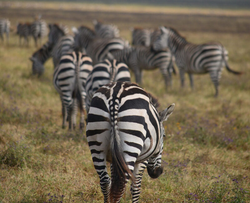 What Wildlife Can I Expect to See in Katavi National Park?