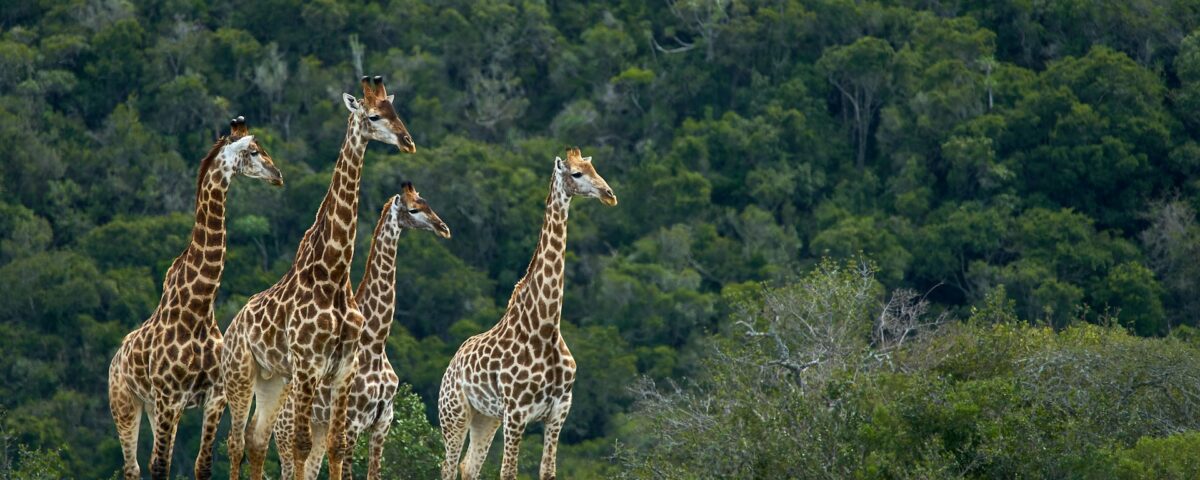 How Do I Plan a Day Trip to Mikumi National Park from Dar es Salaam?