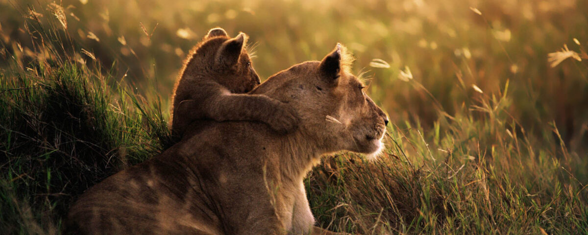 What Makes Mikumi National Park a Great Safari Destination?