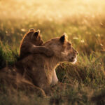 What Makes Mikumi National Park a Great Safari Destination?