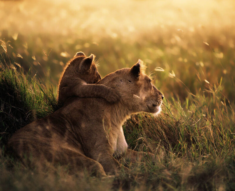 What Makes Mikumi National Park a Great Safari Destination?