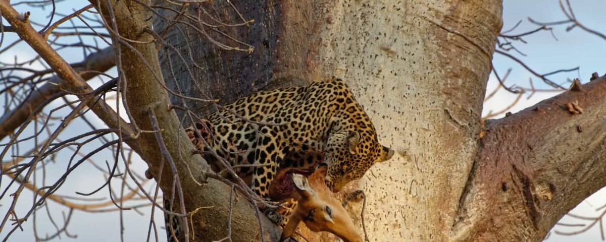 What Wildlife Can I Expect to See in Ruaha National Park?