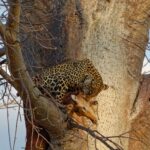 What Wildlife Can I Expect to See in Ruaha National Park?