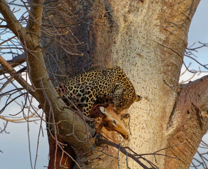 What Wildlife Can I Expect to See in Ruaha National Park?